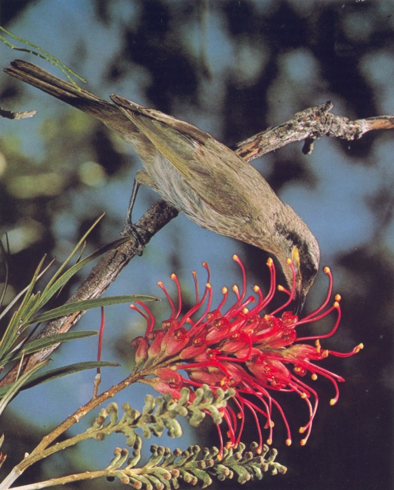 Singing Honeyeater (Lichenostomus virescens); DISPLAY FULL IMAGE.