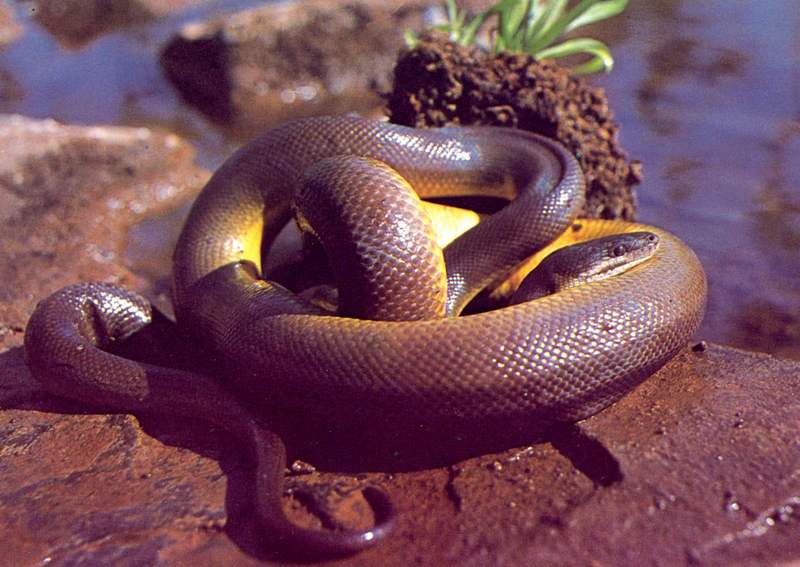 Australian Water Python (Liasis fuscus); DISPLAY FULL IMAGE.