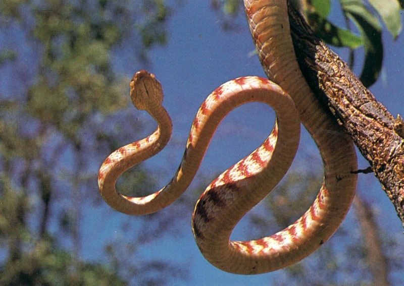 Brown Tree Snake (Boiga irregularis); DISPLAY FULL IMAGE.