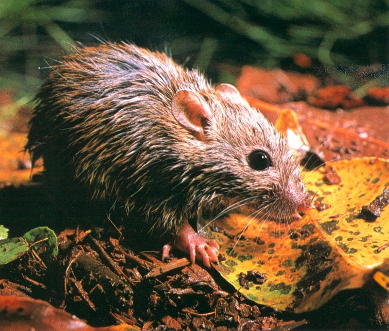 Tunney's Rat (Rattus tunneyi); DISPLAY FULL IMAGE.