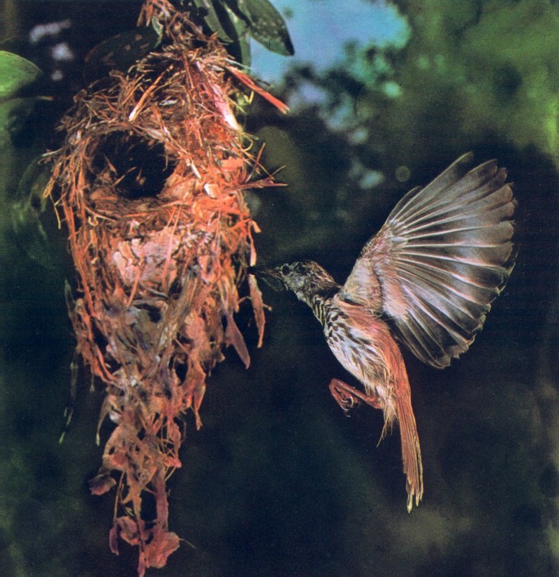 Bar-breasted Honeyeater (Ramsayornis fasciatus); DISPLAY FULL IMAGE.
