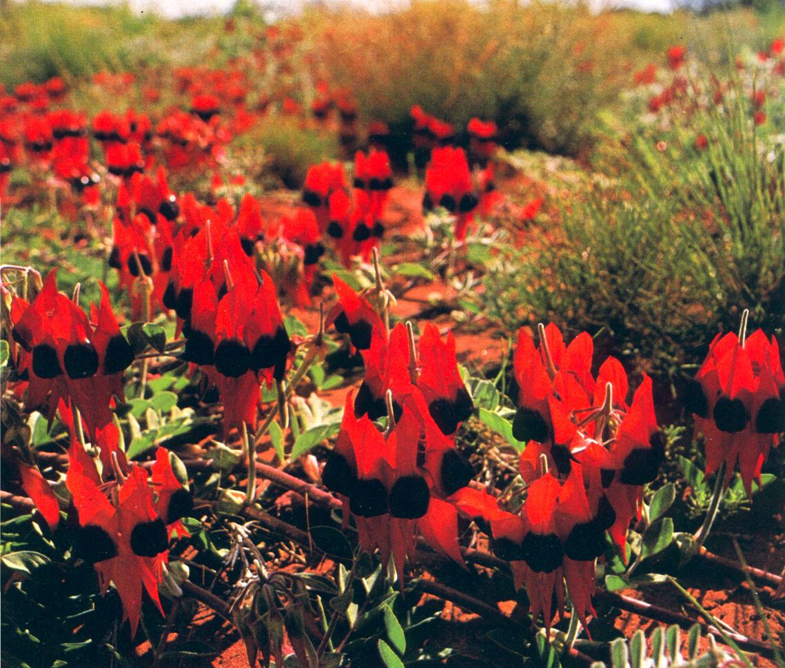 Sturt Desert Pea; DISPLAY FULL IMAGE.