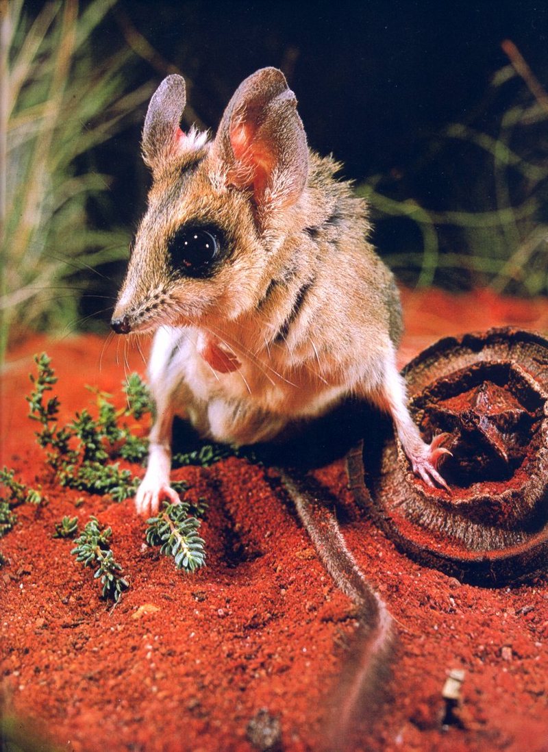 Wuhl-wuhl, Marsupial Jerboa (Antechinomys spenceri); DISPLAY FULL IMAGE.