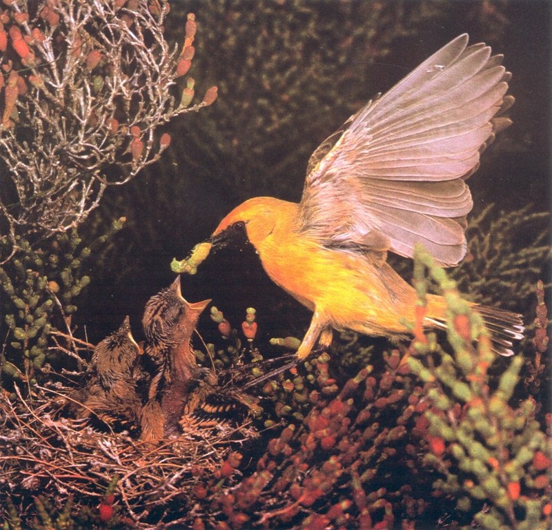 Orange Chat (Epthianura aurifrons); DISPLAY FULL IMAGE.