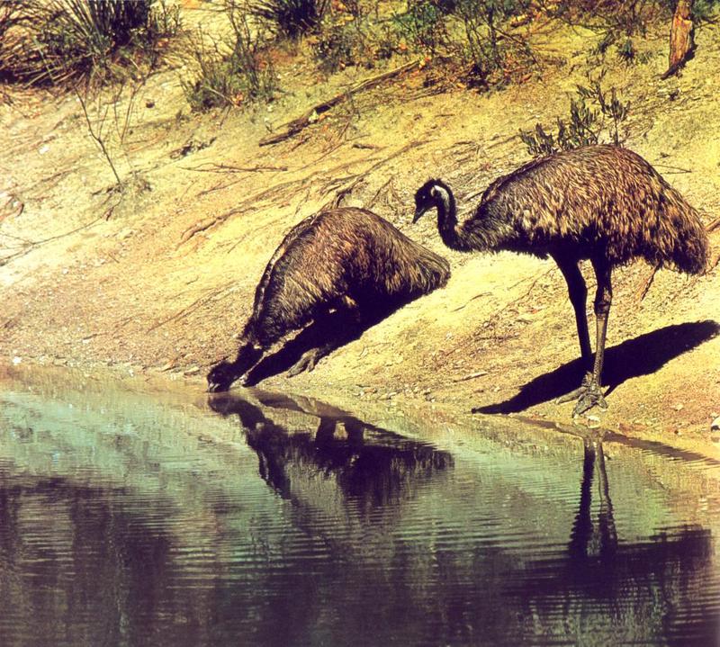 Emus -- common emu (Dromaius novaehollandiae); DISPLAY FULL IMAGE.