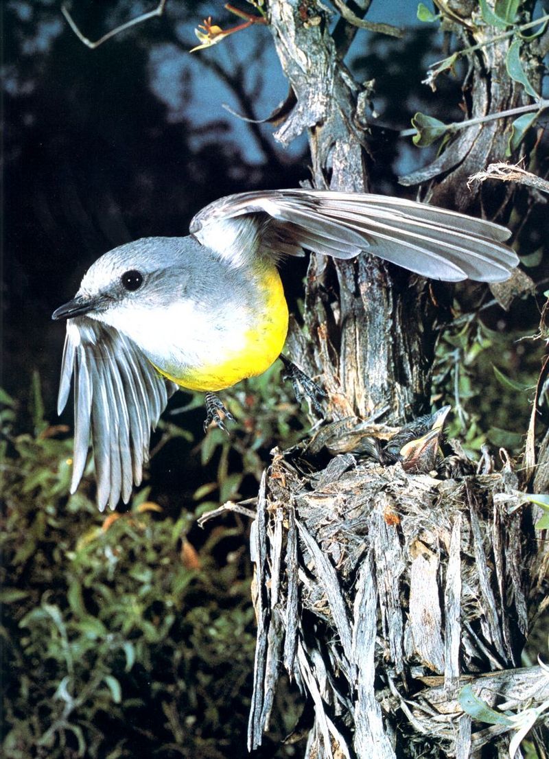 Eastern Yellow Robin (Eopsaltria australis); DISPLAY FULL IMAGE.
