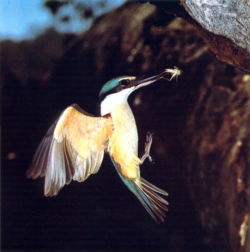 Sacred Kingfisher (Todiramphus sanctus) {!--쌍투스물총새-->; DISPLAY FULL IMAGE.