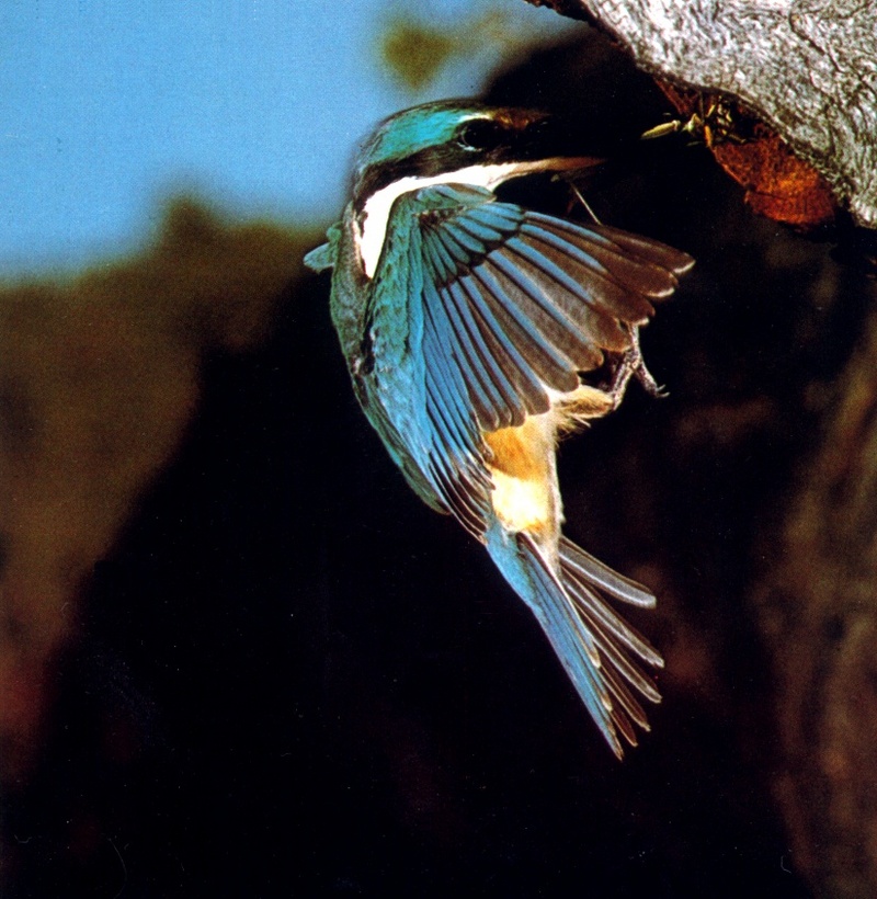 Sacred Kingfisher (Todiramphus sanctus); DISPLAY FULL IMAGE.