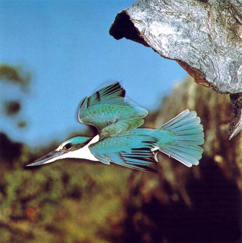 Sacred Kingfisher (Todiramphus sanctus); DISPLAY FULL IMAGE.