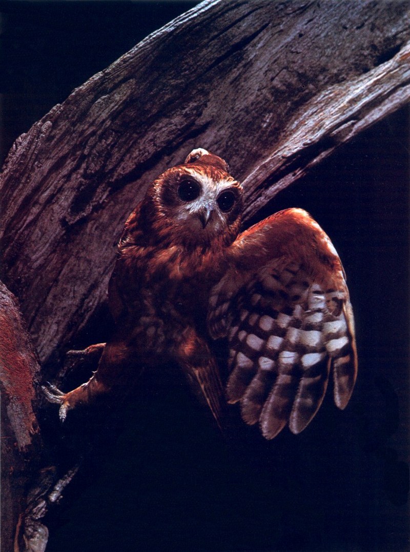 Southern Boobook Owl (Ninox boobook) {!--호주솔부엉이-->; DISPLAY FULL IMAGE.