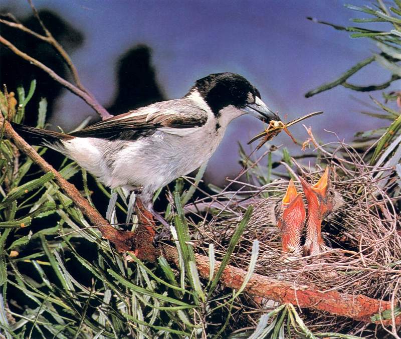 Grey Butcherbird (Cracticus torquatus); DISPLAY FULL IMAGE.
