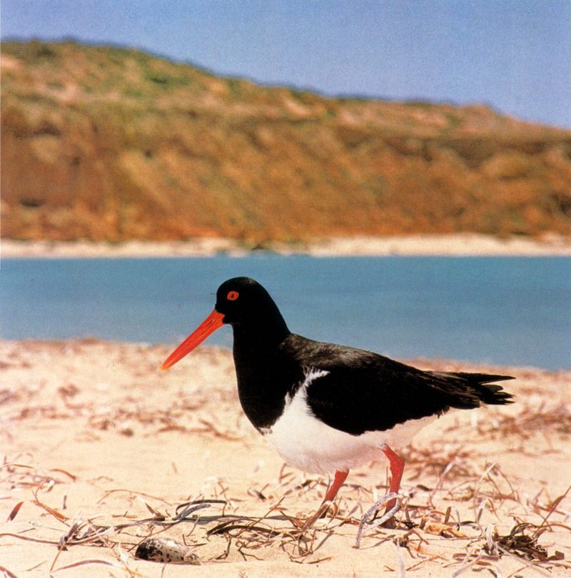 Pied Oystercatcher; DISPLAY FULL IMAGE.