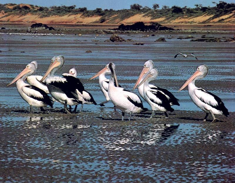 Australian Pelican group (Pelecanus conspicillatus); DISPLAY FULL IMAGE.