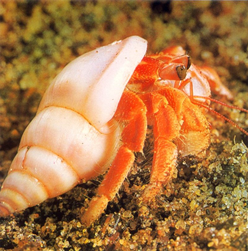 Land Hermit Crab (Coenobita sp.); DISPLAY FULL IMAGE.
