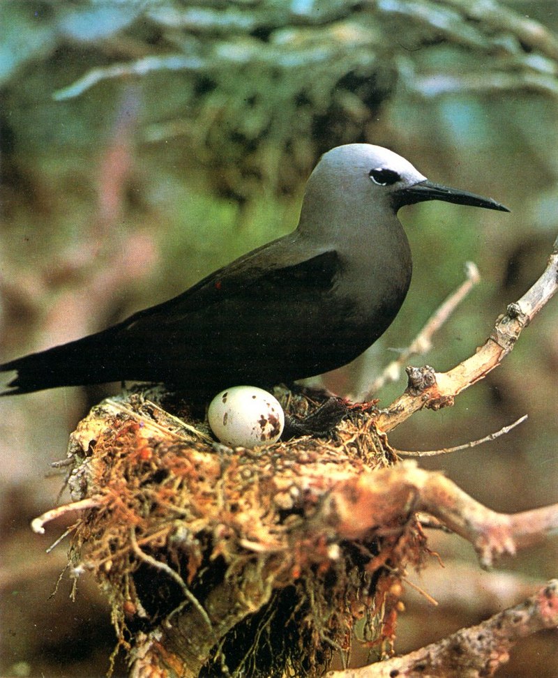Black Noddy and egg on nest - white-capped noddy (Anous minutus); DISPLAY FULL IMAGE.