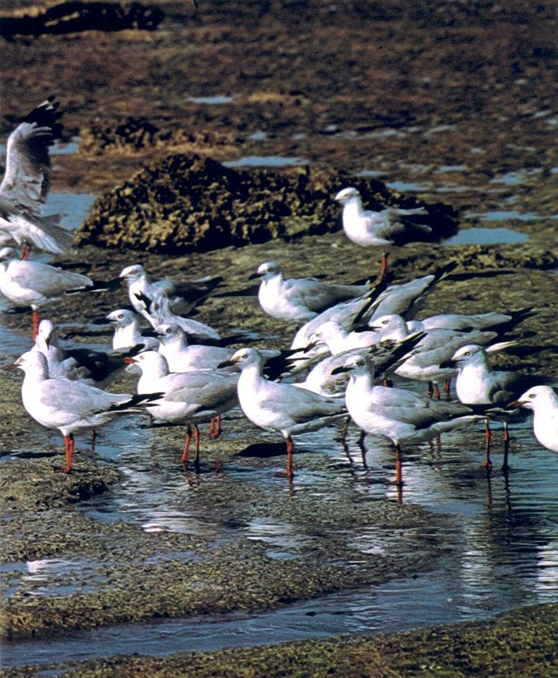Silver Gull group (Larus novaehollandiae); DISPLAY FULL IMAGE.