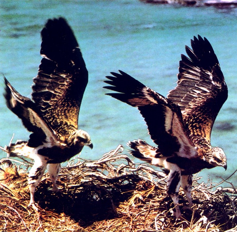 White-bellied Sea-Eagle juveniles (Haliaeetus leucogaster); DISPLAY FULL IMAGE.