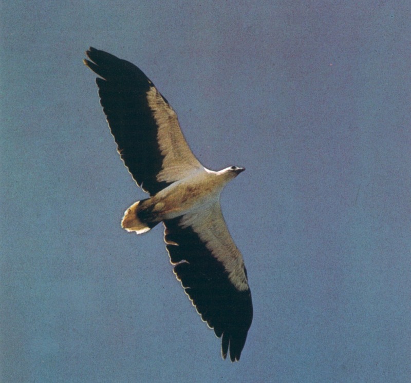 White-bellied Sea-Eagle in flight (Haliaeetus leucogaster); DISPLAY FULL IMAGE.