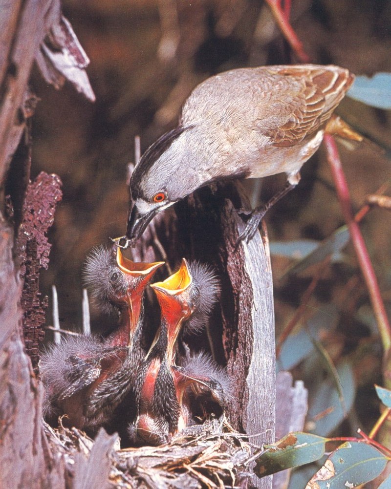 Crested Bellbird (Oreoica gutturalis); DISPLAY FULL IMAGE.