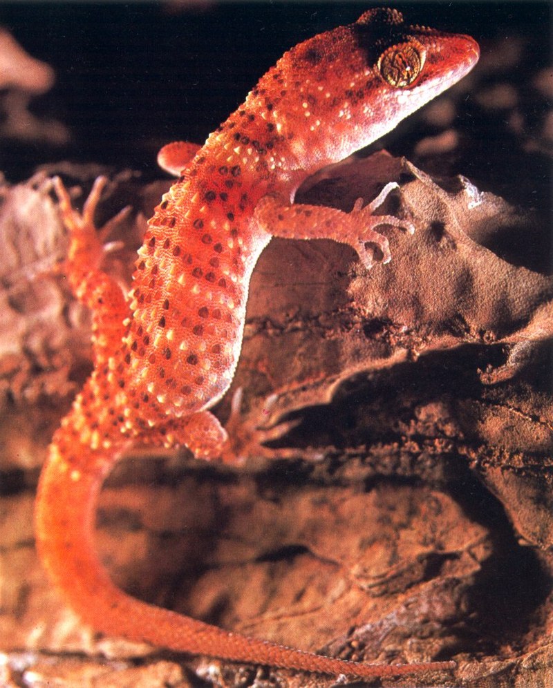 Bynoe's or Prickly Gecko (Heteronotia binoei); DISPLAY FULL IMAGE.