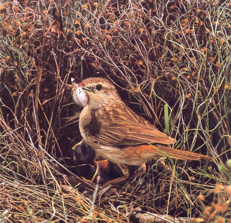 Rufous Songbird; DISPLAY FULL IMAGE.