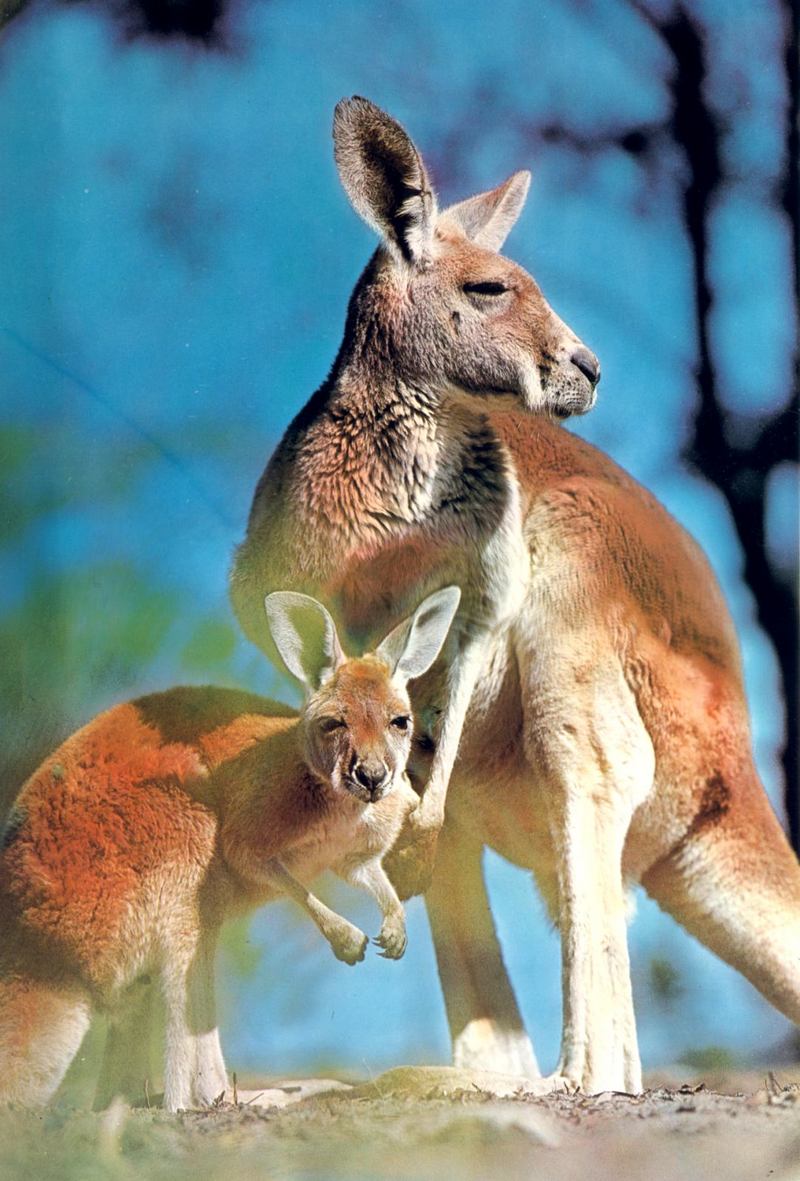 Red Kangaroo (Megaleia rufa); DISPLAY FULL IMAGE.
