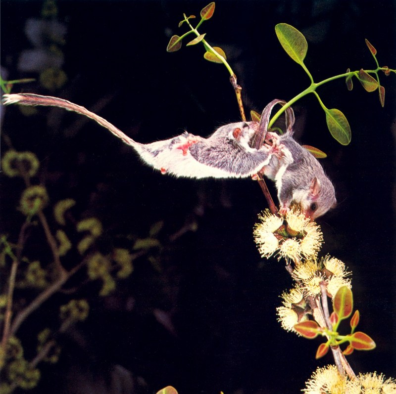 Feathertail Glider; DISPLAY FULL IMAGE.