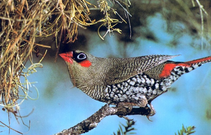 Red-eared Firetail Finch, Stagonopleura oculata; DISPLAY FULL IMAGE.