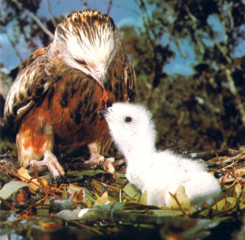 Square-tailed Kite and chick on nest (Lophoictinia isura); DISPLAY FULL IMAGE.