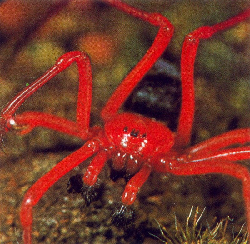 Red and Black Spider (Ambicodamus crinitus); DISPLAY FULL IMAGE.