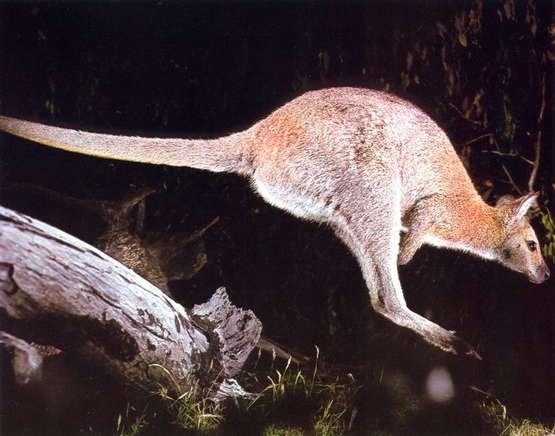 Red-necked Wallaby (Macropus rufogriseus); DISPLAY FULL IMAGE.