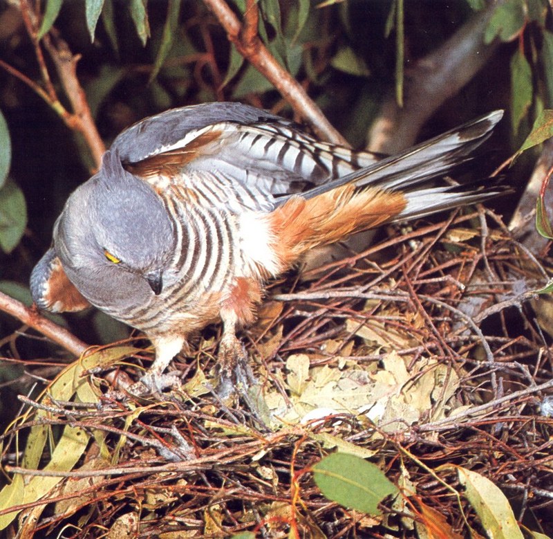 Crested Hawk, Pacific Baza (Aviceda subcristata); DISPLAY FULL IMAGE.