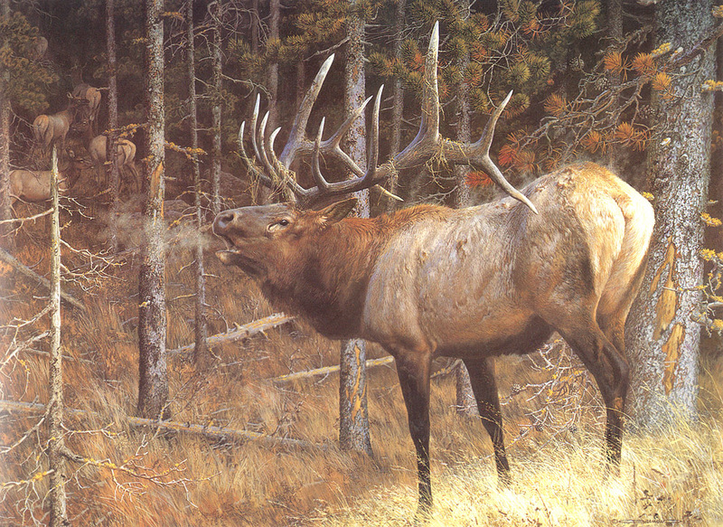 [Carl Brenders - Wildlife Paintings] A Hunter's Dream (Elk); DISPLAY FULL IMAGE.