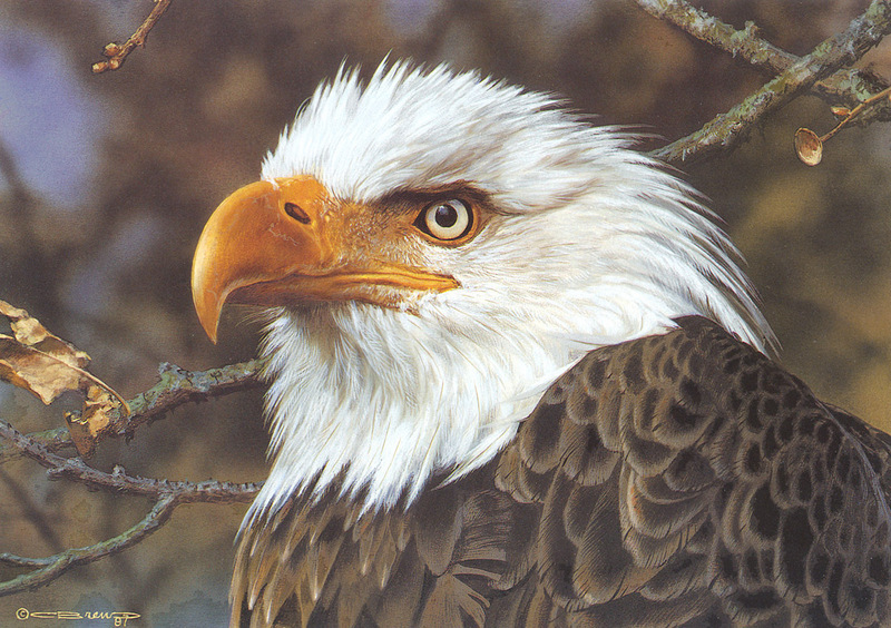 [Carl Brenders - Wildlife Paintings] A Threatened Symbol (Bald Eagle); DISPLAY FULL IMAGE.