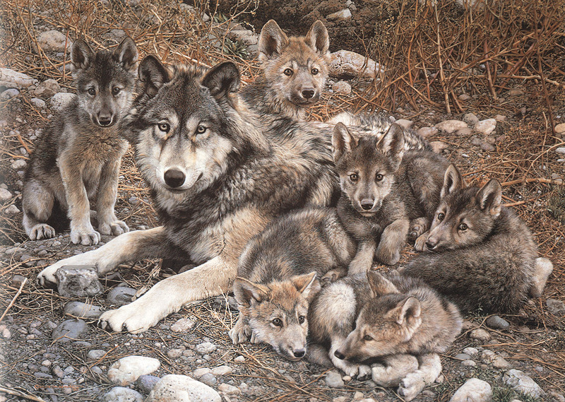 [Carl Brenders - Wildlife Paintings] Den Mother (Gray Wolves); DISPLAY FULL IMAGE.