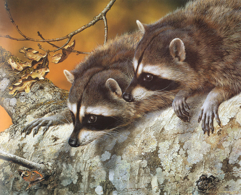 [Carl Brenders - Wildlife Paintings] Double Trouble (American Raccoons); DISPLAY FULL IMAGE.