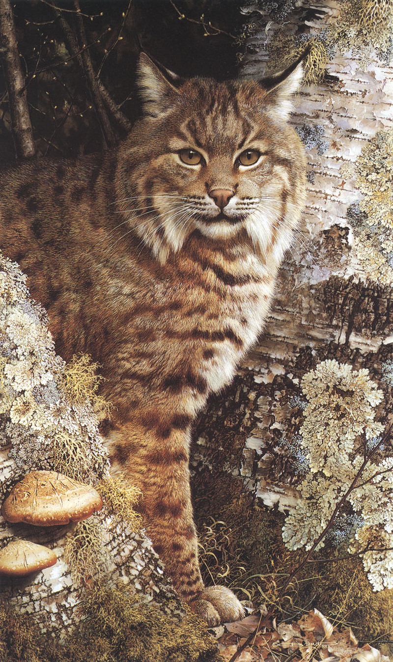 [Carl Brenders - Wildlife Paintings] Forest Sentinel (Bobcat); DISPLAY FULL IMAGE.