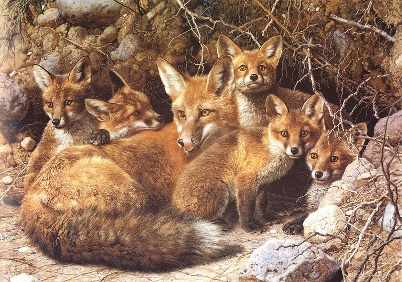 [Carl Brenders - Wildlife Paintings] Full House (Red Foxes); DISPLAY FULL IMAGE.