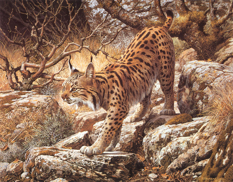 [Carl Brenders - Wildlife Paintings] Ghostly Quiet (Bobcat); DISPLAY FULL IMAGE.