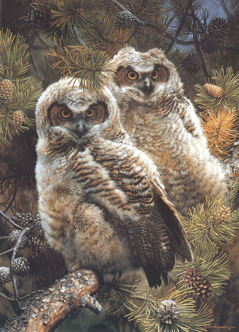 [Carl Brenders - Wildlife Paintings] Hidden in the Pines (Owl chicks); DISPLAY FULL IMAGE.