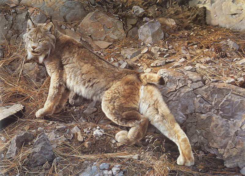 [Carl Brenders - Wildlife Paintings] In Northern Hunting Grounds (Canada Lynx); DISPLAY FULL IMAGE.