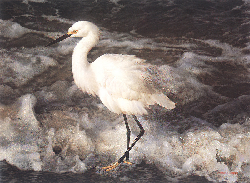 [Carl Brenders - Wildlife Paintings] Island Shores (Snowy Egret); DISPLAY FULL IMAGE.