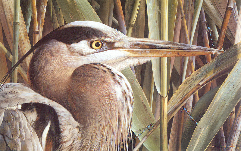 [Carl Brenders - Wildlife Paintings] Lord of the Marshes (Great Blue Heron); DISPLAY FULL IMAGE.