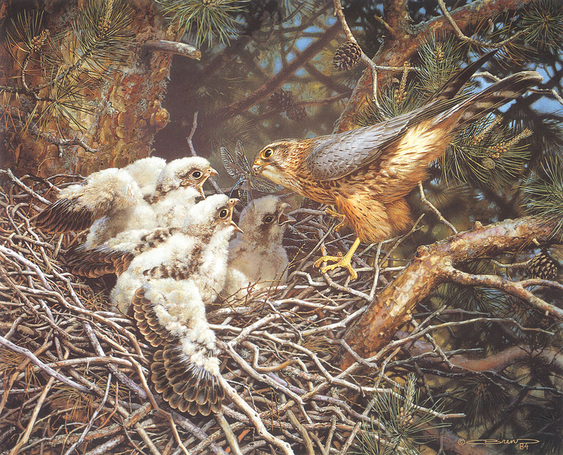 [Carl Brenders - Wildlife Paintings] Merlins at the Nest; DISPLAY FULL IMAGE.