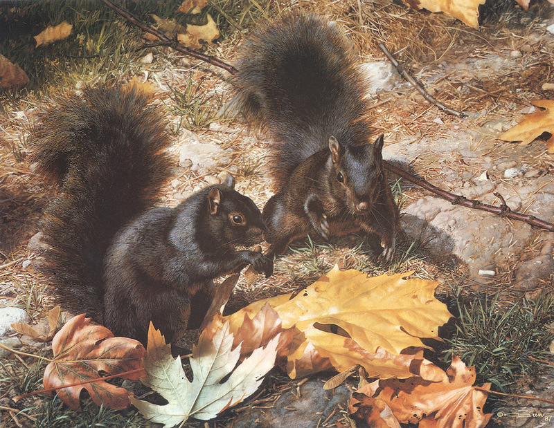 [Carl Brenders - Wildlife Paintings] Northern Cousins (Black Squirrels); DISPLAY FULL IMAGE.