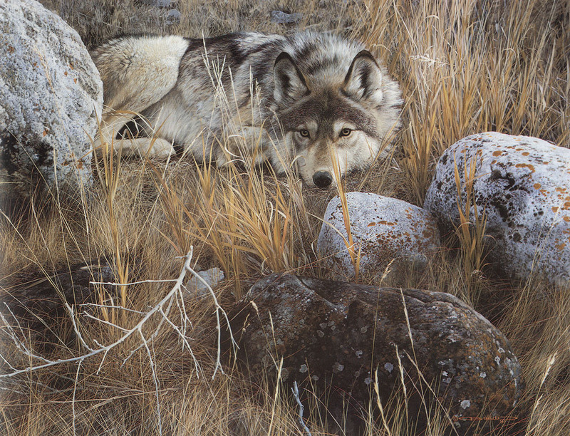 [Carl Brenders - Wildlife Paintings] One to One (Grey Wolf); DISPLAY FULL IMAGE.