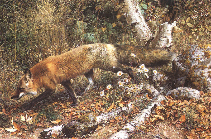 [Carl Brenders - Wildlife Paintings] Pathfinder (Red Fox); DISPLAY FULL IMAGE.