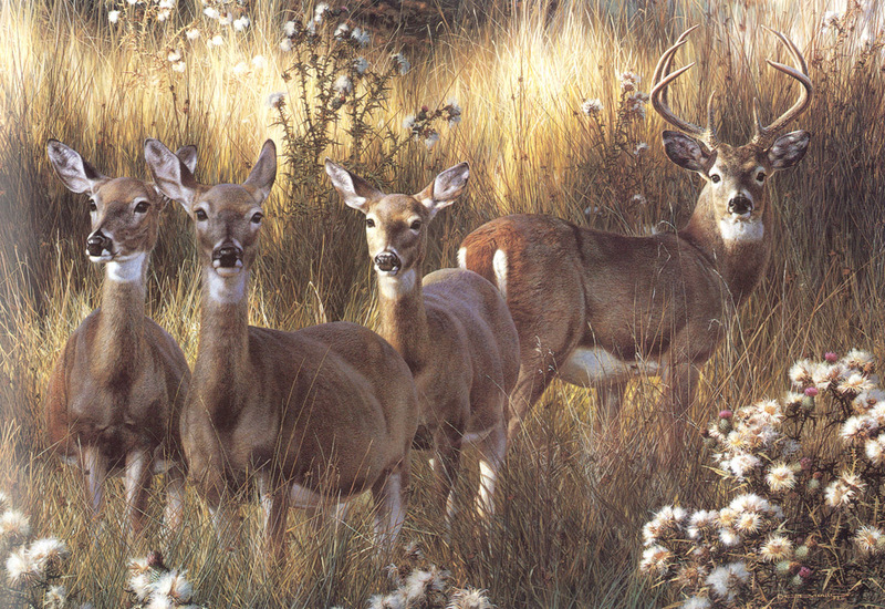 [Carl Brenders - Wildlife Paintings] Power and Grace (Whitetail Deer); DISPLAY FULL IMAGE.