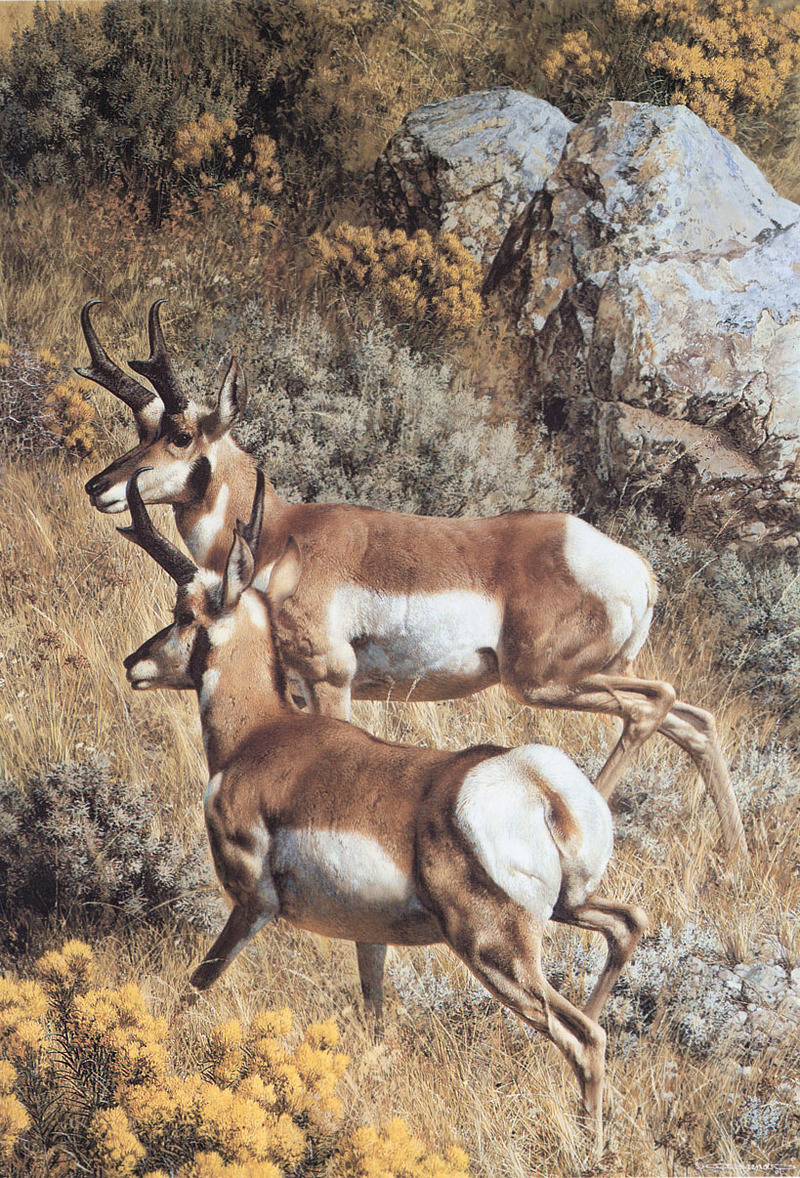 [Carl Brenders - Wildlife Paintings] Roaming the Plains (Pronghorns); DISPLAY FULL IMAGE.