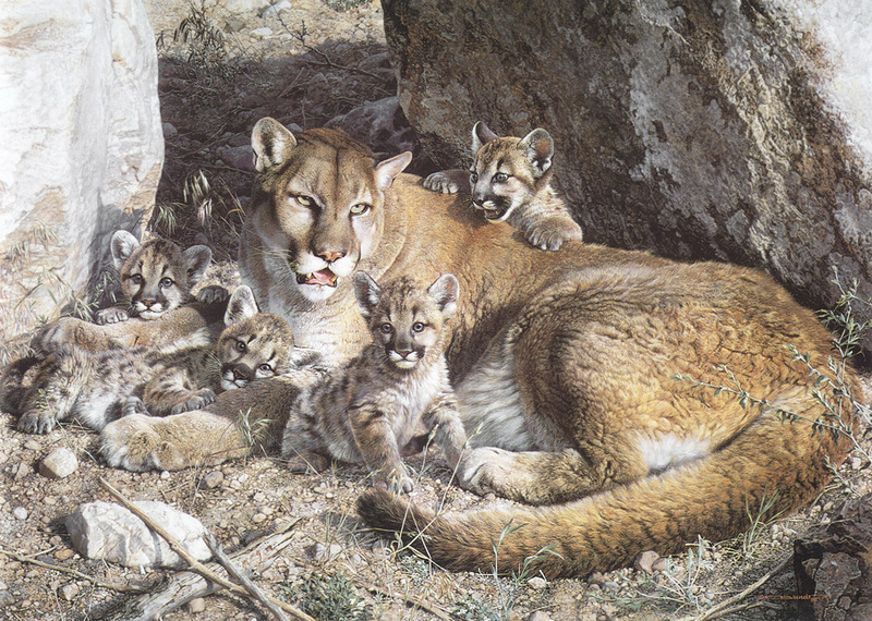 [Carl Brenders - Wildlife Paintings] Rock Camp (Cougar and cubs); DISPLAY FULL IMAGE.